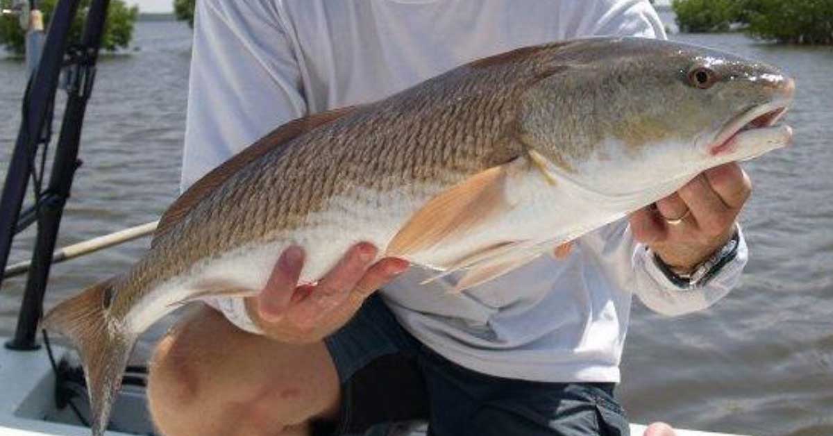 Webinar: Catch More Gulf Coast Redfish